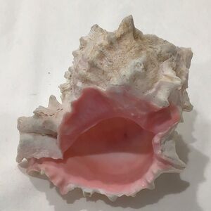 Pink Murex Seashell 4.5”